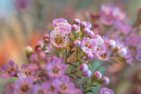 This is a close-up photo of a bunch of pink wax flowers. I took this in my friend's workshop. She is an artistic florist who taught me and a group of people how to make a nice bouquet