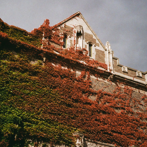 Image of a red-brick university building exterior covered in foliage from encroaching vines. In left-most part of frame, the vines are a typical green, but the colors turns reddish as the vines extend toward the right side of the image. A grey overcast sky is seen in the background.