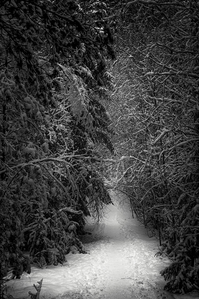 un petit sentier traversant la forêt de résineux enneigée