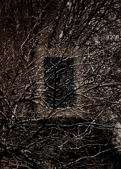 A photo taken through a window showing an almost obscured reflection of another window, looking at a tangle of dense, leafless branches covered in snow.