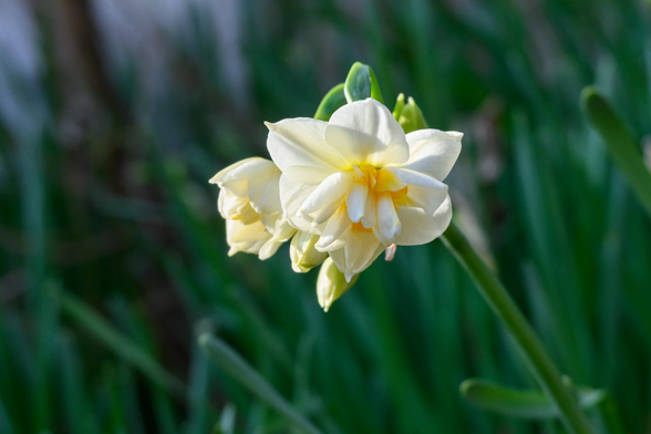 影になっている場所で、ややうつむき加減に花を咲かせている八重咲きのスイセン。/ 2026.01.17 京都御苑内・宗像神社から