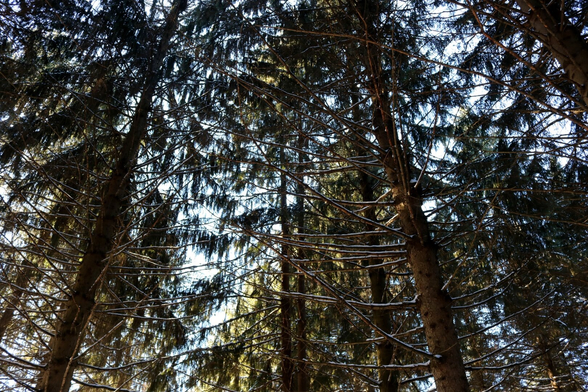 Photograph of a tall coniferous forest taken from below, looking towards the treetops, showing large brown trunks, lower branches stripped of needles and covered in contrasting white snow, and the green needles higher up and backlit. The sun filters through the trees and the sky is blue.

Photographie d'une forêt de grands conifères prise du dessous, en regardant vers la cîme des arbres, montrant de grands troncs bruns, des branches inférieures dénudées d'aiguilles et couvertes de neige blanche contrastante, et les aiguilles vertes plus en hauteur et à contrejour. Le soleil filtre à travers les arbres et le ciel est bleu.