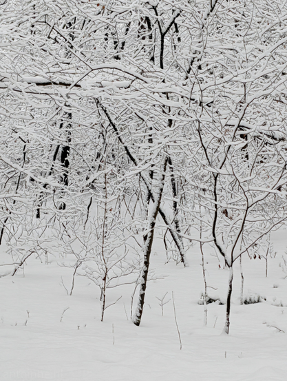 A high-contrast winter scene in a wooded area. The composition is a dense network of branches and thin tree trunks, almost entirely blanketed in a thick layer of fresh, white snow.

The image is nearly monochromatic. The pure white of the snow dominates the frame, contrasted sharply against the dark, almost black bark of the tree trunks and the undersides of the branches.