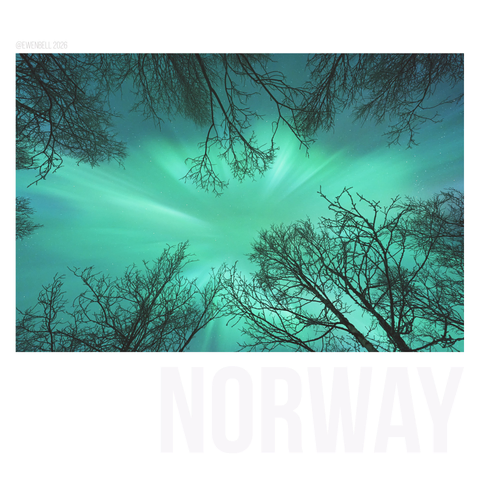 Looking up at the night sky, with birch trees leaning into view, these stars are somewhat obscured by a coronal aurora.