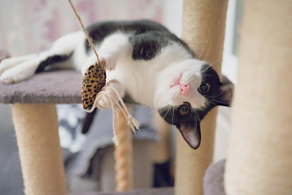 Katze liegt auf einem Kratzbaum, spielt mit einem Spielzeug und sieht mit direkt in die Kamera