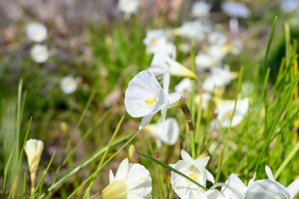 日向でめいめいの方向を向いて咲くナルキッスス・カンタブリクス。/ 2026.01.12 京都府立植物園・ワイルドガーデンから