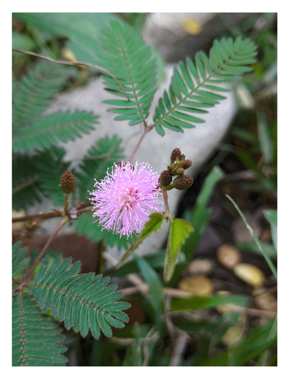 A close up of a sensitive plant/touch-me-not flower.