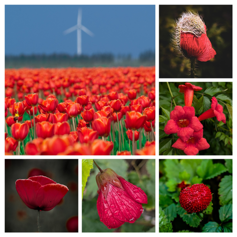 A collage with a vibrant collection of six images featuring red flowers. The composition uses a mix of wide-angle landscapes and intimate macro photography.

The collage is tied together by a monochromatic red palette contrasted against natural greens and blues. It captures various stages of botanical life, from the early budding stage to full bloom and fruiting.