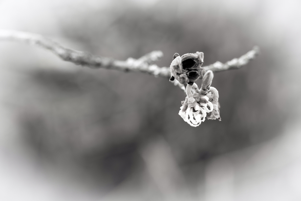 Das Schwarzweißfoto zeigt eine zart geöffnete Blüte am Strauch einer Zaubernuss oder auch Hamamelis genannt.