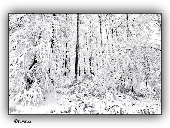 A black and white photograph captures a winter forest blanketed in snow. The densely packed trees are covered in thick layers of white, with branches weighed down by the snowfall. Dark tree trunks stand out sharply against the pale surroundings, creating a rhythmic contrast between vertical lines and the soft spread of snow. Some trees bend under the weight, adding a sense of heaviness and stillness to the scene. The ground is uniformly covered, untouched and silent. The grainy texture of the image enhances its raw, almost abstract quality, evoking a quiet, frozen moment in nature.