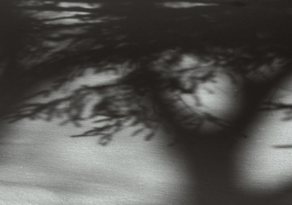 A black and white photograph with a touch of sepia, depicting the shadow of spruce branches on smooth, glistening snow, like a palm tree on sand. Don't believe the title; it's just a dream.

Photographie noir et blanc avec une touche de sépia de l'ombre des branches d'une épinette sur de la neige lisse et brillante, comme le ferait un palmier sur du sable. Il ne faut pas croire le titre, ce n'est qu'un rêve.
