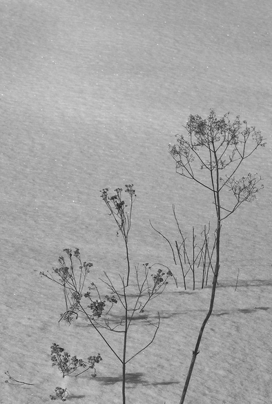 Black and white photograph of a few dead wildflowers coming out of the snow in a field. The snow surface is rippled by the wind and shiny in the sunlight.

Photographie noir et blanc de quelques fleurs sauvages mortes dépassant de la neige dans un champ. La surface de la neige est ondulée sous l'action du vent et elle est brillante sous le soleil.