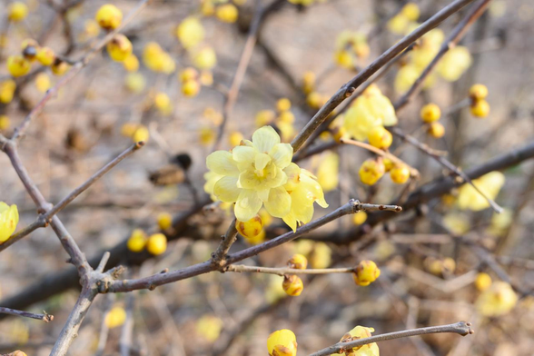 出水の小川の北側にあるソシンロウバイ。つぼみが多く写っているけど、五分咲きに近い感じに咲いている。/ 2026.01.24 京都御苑・出水の小川あたりから