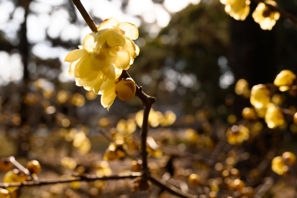 出水の小川で咲いているソシンロウバイは、北側と似たりよったりだけど、やや花が多め。2026.01.24 京都御苑・出水の小川から