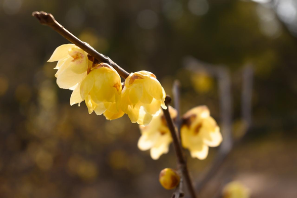 やや西に傾いて夕日っぽい日差しを受けて、赤みを帯びつつ枝に並んで咲いているソシンロウバイ。/ 2026.01.24 京都御苑・出水の小川から