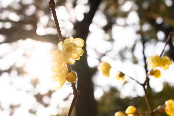 逆光でソシンロウバイの花が咲いている。こちらの写真でも、北側にある木と比べて若干花が多めに写っている。/ 2026.01.24 京都御苑・出水の小川から