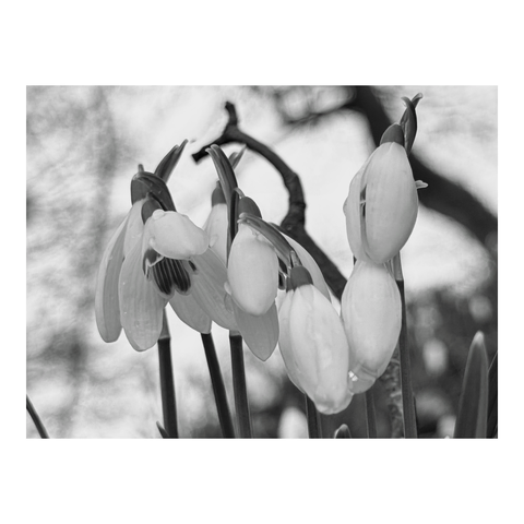Snowdrops in the rain. (Version françæ) Perce-neiges sous læ pluie.