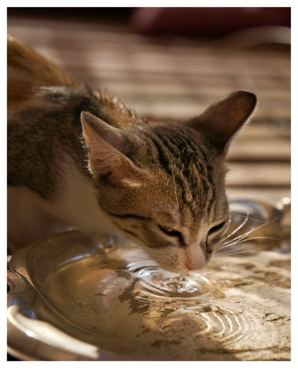 eine getigerte kleine Katze trinkt aus einer flachen silbernen Schale. Spiegelungen und Reflexionen im bewegten Wasser. Sonnige Stimmung.