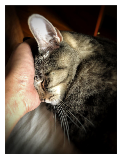 Closeup of the head of Max the gray tabby cat, in profile, eyes closed, cradled in the palm of my left hand. The photo highlights his markings and whiskers, as the edges of the image blur and soften into shadow.
