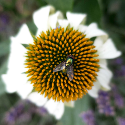 Photo looking straight down on a large daisy-like flower with white petals folded right back. In the middle of the flower's eye is a very shiny green fly.