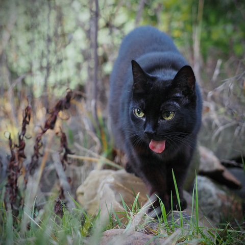 das bild zeigt eine schwarze katze im garten

die katze steht auf steinen und streckt ihre zunge heraus. im hintergrund und im vordergrund sind büsche und gras zu sehen, die unscharf sind. die katze ist der fokus des bildes. das gesicht der katze ist detailliert, während der rest des körpers etwas weicher gezeichnet ist.