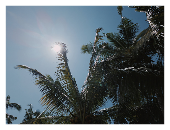 Looking up at palm trees silhouetted against a clear, deep blue sky. The bright sun is bursting through the upper fronds, creating a lens flare and casting the leaves in deep shadow. - Google Gemini 3 Pro Preview