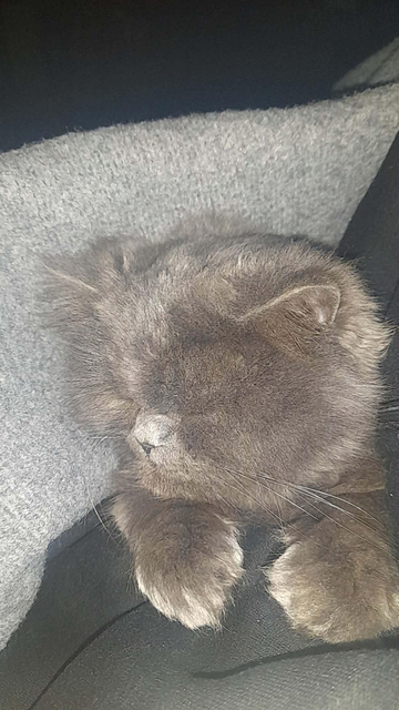 Close-up of a sleeping gray Scottish Fold cat resting on a soft gray surface, with its paws visible on a dark surface. It's Max the cat.