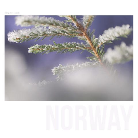 Branch of a fir tree covered in ice crystals.