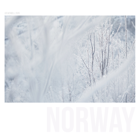 Icy birch branches line the pathway.