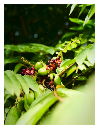A close-up vertical shot of a fruit-bearing plant, likely a Bilimbi tree. The image focuses on clusters of small, oblong, light green fruits growing directly from a brown branch. Interspersed among the developing fruit are tiny, deep maroon or dark red flowers. The subject is surrounded by lush, vibrant green compound leaves. - Google Gemini 3 Pro Preview
