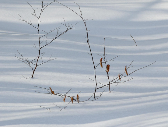 Photograph of two small trees almost buried under snow, their slender trunks and thin, dark branches contrasting with the smooth white snow streaked with bluish shadows. The tree on the left is slightly back and completely bare of leaves. The one on the right, slightly forward, has retained a few orange dead leaves.

Photographie de deux petits arbres presque ensevelis sous la neige, avec leurs troncs minces et branches fines foncées contrastant avec la neige blanche lisse et striée d'ombres bleutées. L'arbre de gauche est légèrement vers l'arrière et entièrement dénudé de feuilles. Celui de droit et un peu vers l'avant a conservé quelques feuilles mortes orangées.