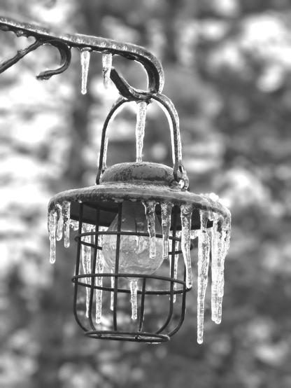                                A decorative metal lantern hangs outside covered in ice and icicles hanging from it. This is a black and white image.