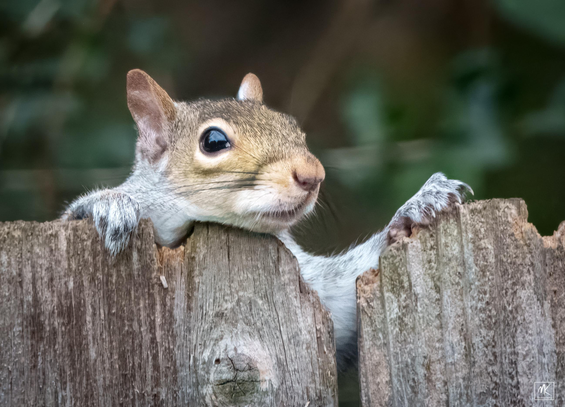 Color photo of an eastern grey squirrel peeking over the top of a wooden fence. 