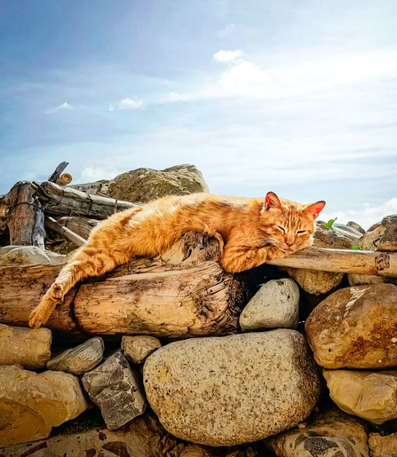 A photo of an orange tabby cat with closed eyes lying sprawled on a large, weathered wooden log atop a rustic stone wall. The cat's has visible stripes. The background features a clear blue sky with soft white clouds and scattered rocks. The stones are various sizes and shades of gray and brown with a warm tinted hue.