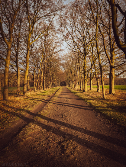 A well-trodden gravel and dirt road stretching through a dense, leafless forest. Two parallel rows of tall, slender deciduous trees flank the road. Strong, low-angle sunlight casts long, dramatic shadows across the path from left to right.

Beyond the immediate tree line, flat green fields are visible on either side, providing a slight color contrast to the warm browns.