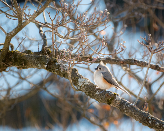 Small gray songbird with a white face and pale orange sides perched on a lichen-covered branch.