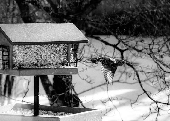 Black-and-white photo of a bird in flight beside a seed-filled bird feeder, with bare tree branches in the background.