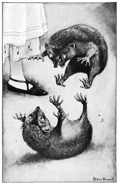 A hedgehog pounces on another which lies on its back, but seems determined to defend itself.