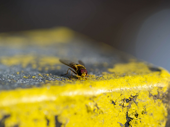 Photo of a small yellow and black fly with dark red eyes, seemingly leans forwards as though it's about to spring into the air. It's standing on a square metal post with flaking yellow paint.