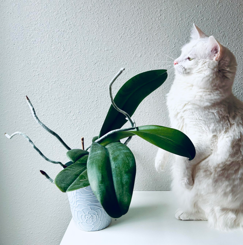 Blume, on back hind legs looking to fight the orchid