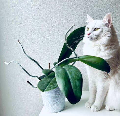 Blume, looking embraced by the orchid