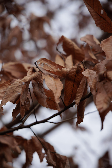 Close-up of dry, brown leaves clinging to a branch, with a soft focus background of muted colors.