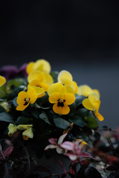 A cluster of bright yellow pansies with dark centers amid green foliage, set against a blurred dark background.