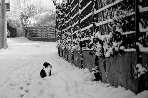 Dailight snowy monochrome photograpy

A cat in lower left looking backwards to the left, in front of him, to the right, a formidable fenced barrier blurring out in the background.