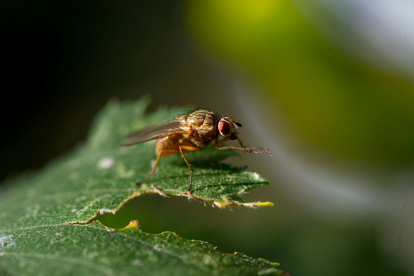 Close-up photo of a tan-coloured, sparsely black-haired fly sitting on a green leaf. It has eyes like garnets and is rubbing its forelegs together.