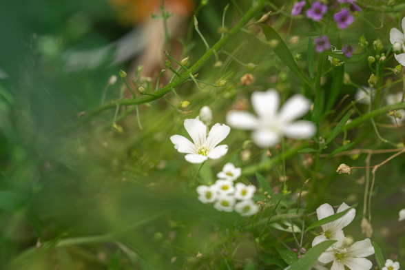 I took this photo in my friend's garden in Sunbury (Victoria, Australia). The photo is very green and shows a bunch of white gypsophila flowers
