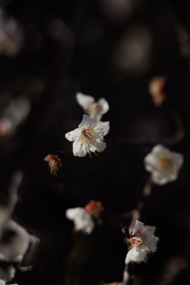 Delicate white Ume flowers with subtle peachy buds, set against a dark background.
