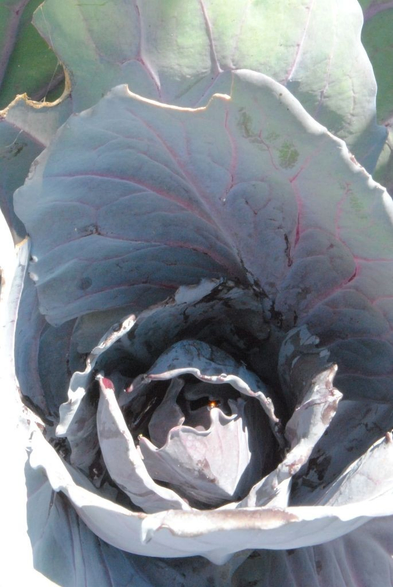 another red cabbage plant, mostly a light purple-grey color, this one a bit denser, but again in bright sunlight with dramatic shadows, and a tiny drop of water in the middle of the lower third of the image catching the light just so that it makes for one single refracted bright red sparkle