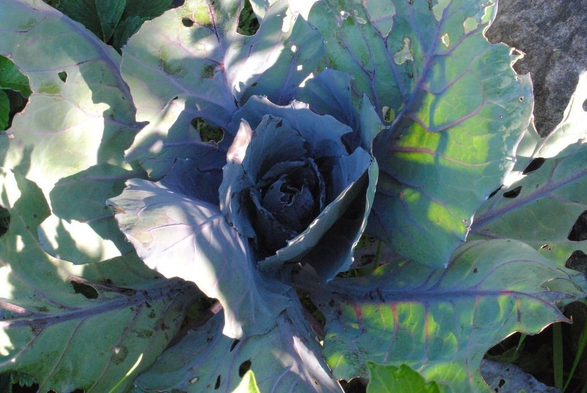 a closeup of a red cabbage plant in direct morning sun, which partially hits its leaves from the front, making them look more light grey, and partially from behind, making them glow bright green with pinkish veins, while the center remains in shadow and looks mostly blue and purple