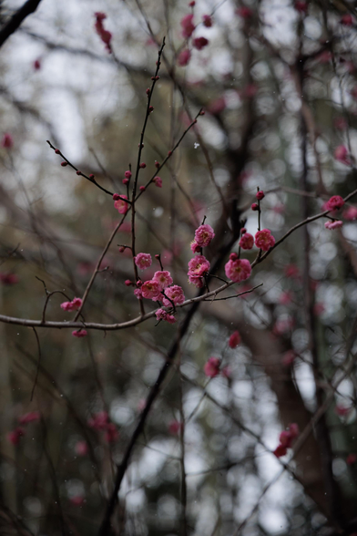 Pink Ume blossoms are blooming on slender branches amid fluttering snow.